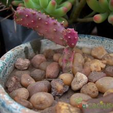 A photo of Opuntia monacantha fma. variegada monstruosa