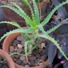 Una foto de Aloe arborescens