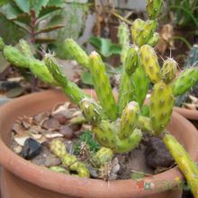 Una foto de Opuntia pubescens