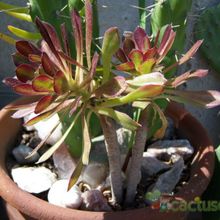 Una foto de Aeonium arboreum cv. artropurpureum