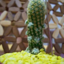 A photo of Mammillaria elongata cv. Golden Nugget