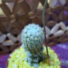 A photo of Mammillaria elongata cv. Golden Nugget
