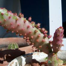 A photo of Opuntia monacantha fma. variegada monstruosa