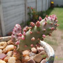 A photo of Opuntia monacantha fma. variegada monstruosa