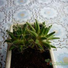 A photo of Mammillaria decipiens ssp. camptotricha
