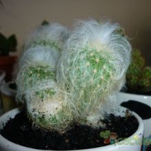 Una foto de Cephalocereus senilis