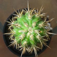 Una foto de Echinopsis chiloensis ssp. litoralis