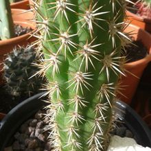 Una foto de Echinopsis chiloensis ssp. litoralis