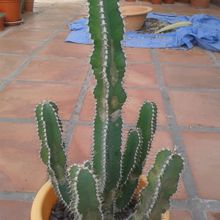 A photo of Euphorbia canariensis