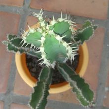 A photo of Euphorbia canariensis