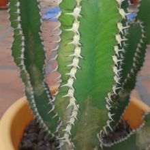 A photo of Euphorbia canariensis