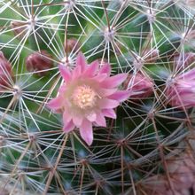 Una foto de Mammillaria discolor