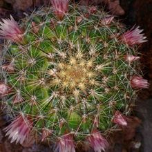Una foto de Mammillaria discolor