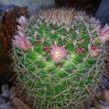 Una foto de Mammillaria discolor