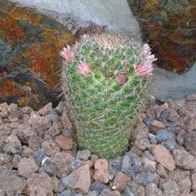 Una foto de Mammillaria discolor