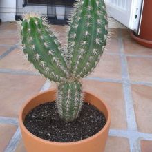 Una foto de Pachycereus pringlei