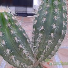 Una foto de Pachycereus pringlei
