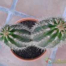 Una foto de Pachycereus pringlei