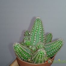 A photo of Chamaelobivia cv. violet