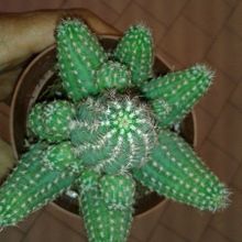 A photo of Chamaelobivia cv. violet