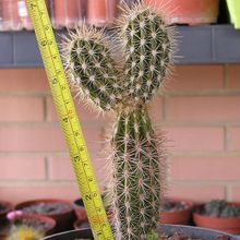 Una foto de Pachycereus pringlei