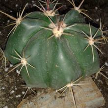 A photo of Ferocactus pottsi