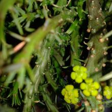 A photo of Euphorbia flanaganii
