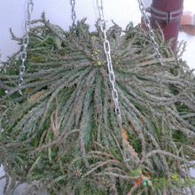 A photo of Euphorbia flanaganii