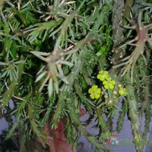 A photo of Euphorbia flanaganii