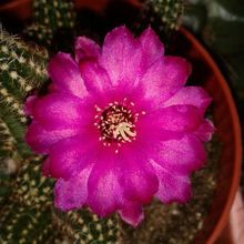 A photo of Chamaelobivia cv. violet