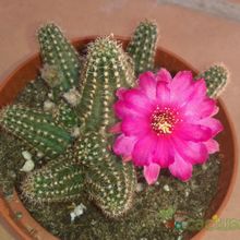 A photo of Chamaelobivia cv. violet