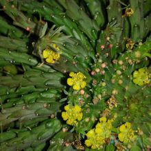 A photo of Euphorbia flanaganii