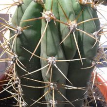 A photo of Echinopsis atacamensis ssp. pasacana