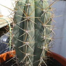 A photo of Echinopsis atacamensis ssp. pasacana