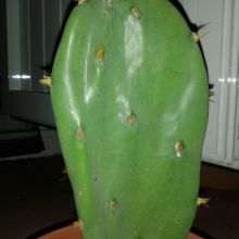 Una foto de Opuntia dillenii