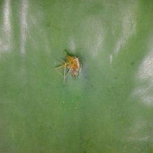 Una foto de Opuntia dillenii