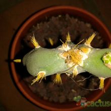 Una foto de Opuntia dillenii