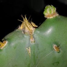 Una foto de Opuntia dillenii