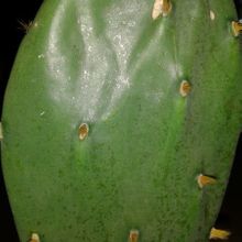 Una foto de Opuntia dillenii