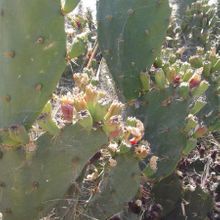 Una foto de Opuntia dillenii