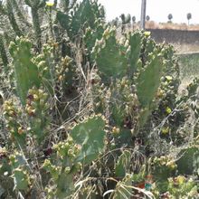 Una foto de Opuntia dillenii