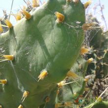 Una foto de Opuntia dillenii