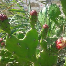 A photo of Opuntia monacantha