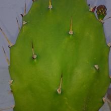 A photo of Opuntia monacantha