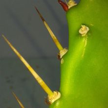 A photo of Opuntia monacantha