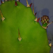 A photo of Opuntia monacantha