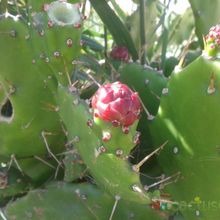 A photo of Opuntia monacantha