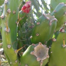 A photo of Opuntia monacantha
