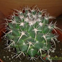 Una foto de Mammillaria compressa ssp centralifera
