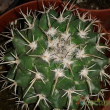 Una foto de Mammillaria compressa ssp centralifera